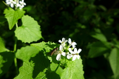 Platycheirus albimanus