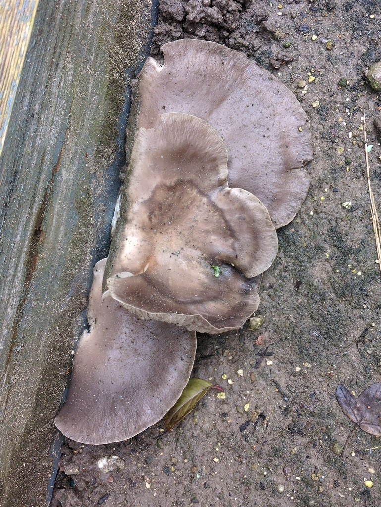 Pleurotus ostreatus · January 2026 · photo: © guywallbanks (iNaturalist, cc-by)