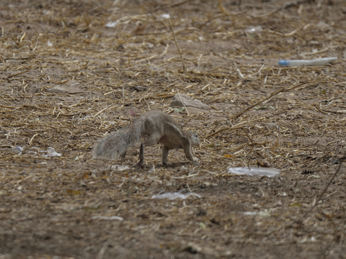 Striped Ground Squirrel