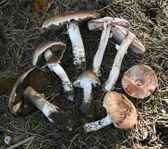 Agaricus brunneofibrillosus