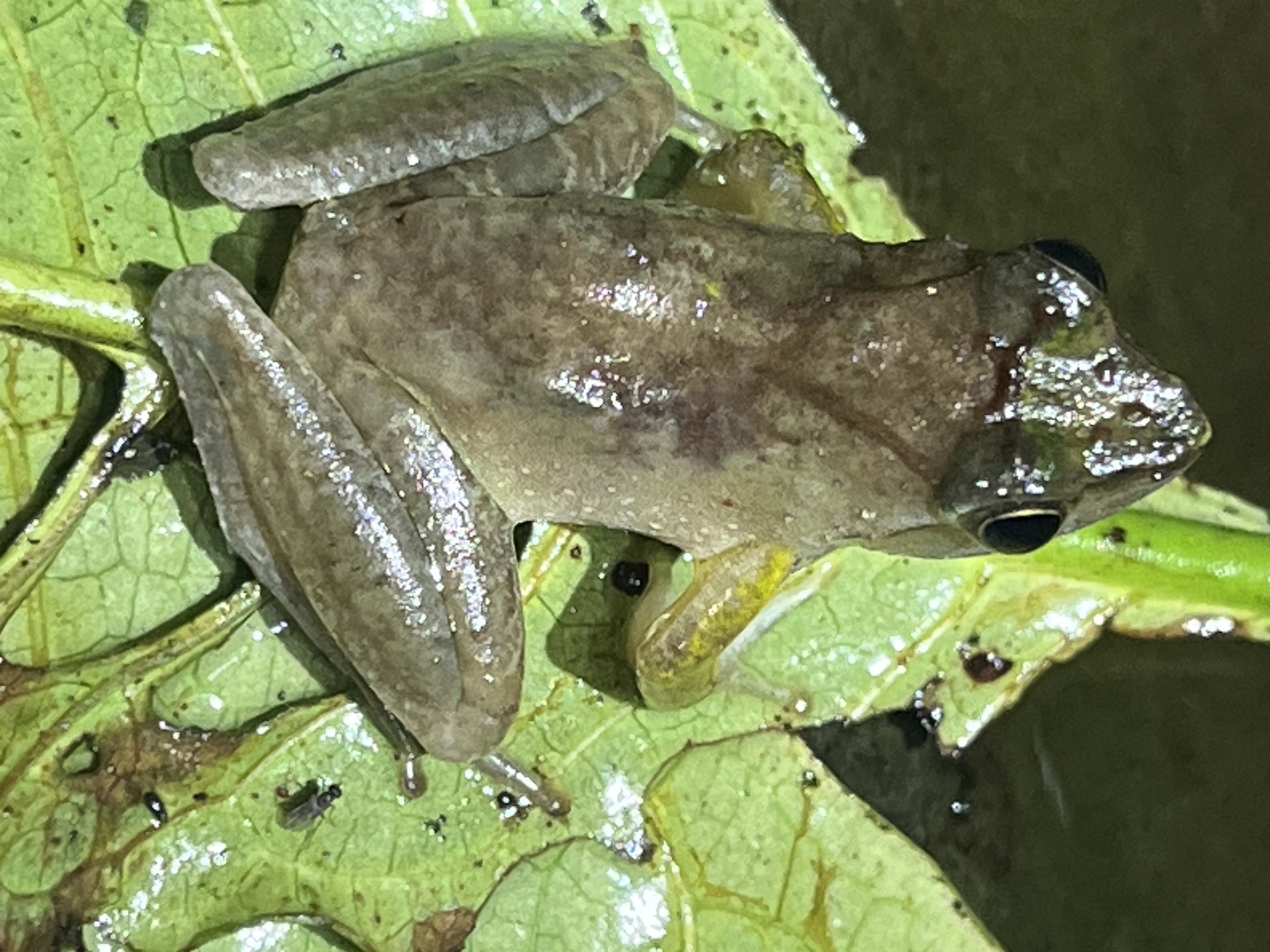 Eared River Frog photo 3