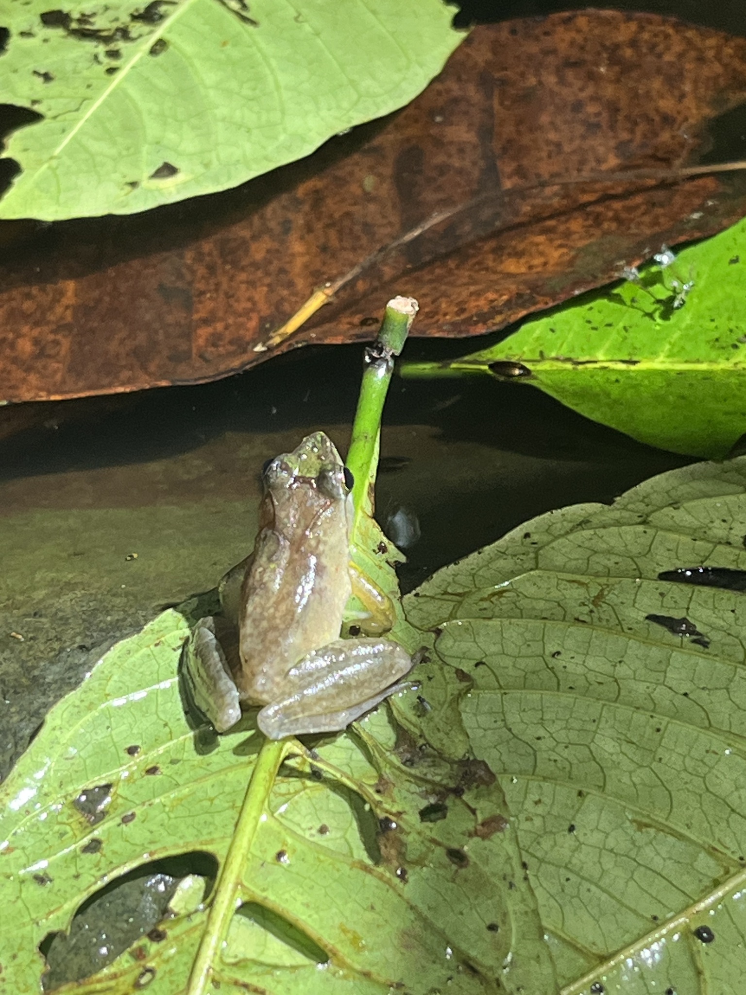 Eared River Frog photo 4