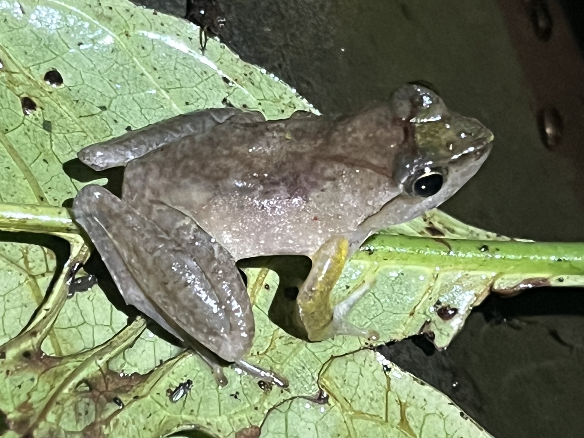 Eared River Frog photo 5