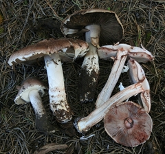 Agaricus brunneofibrillosus