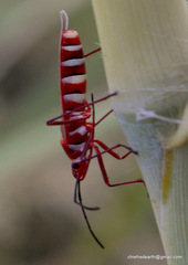 Dysdercus evanescens