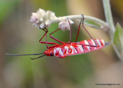 Dysdercus evanescens