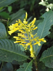 Palicourea lasiorrhachis