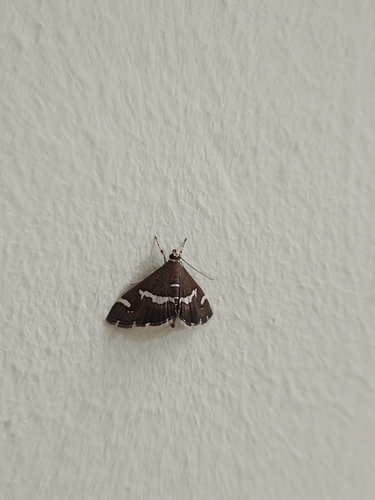 Hawaiian Beet Webworm Moth