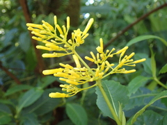 Palicourea lasiorrhachis