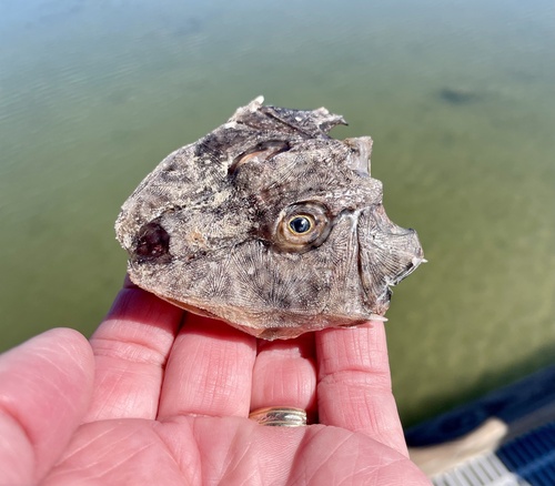 Bighead searobin (Prionotus tribulus) — Triglidae — 5