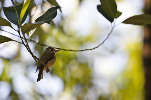 Brown-breasted Flycatcher (Muscicapa muttui), photo 7