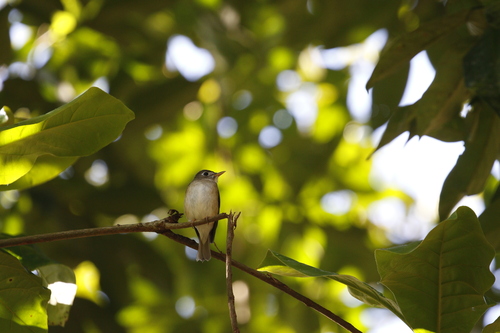 Brown-breasted Flycatcher (Muscicapa muttui), photo 8