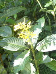 Palicourea lasiorrhachis