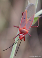 Dysdercus evanescens