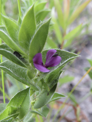 Psoralea imbricata