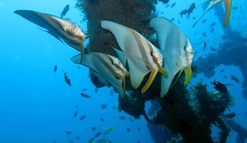 Platax teira