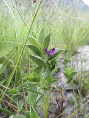 Psoralea imbricata