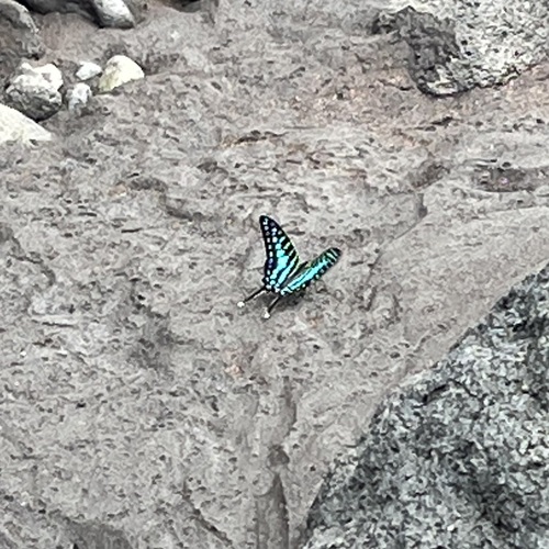 Large Striped Swordtail