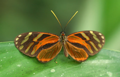 Ithomia heraldica