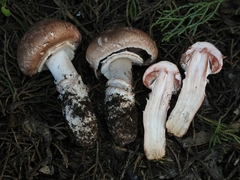 Agaricus brunneofibrillosus