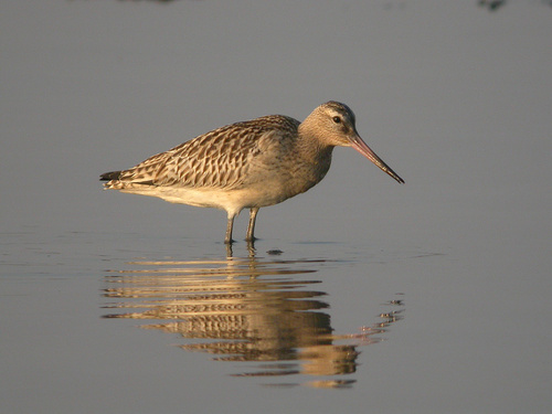 iNaturalist: (c) Paul Cools, some rights reserved (CC BY-NC), uploaded by Paul Cools iNaturalist image