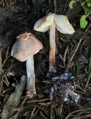 Lepiota neophana