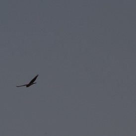 Pallid Harrier (Circus macrourus), photo 2