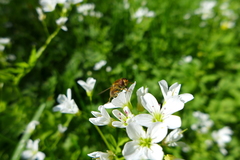 Parhelophilus
