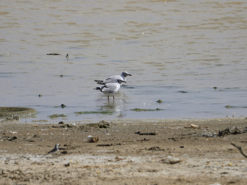 iNaturalist: (c) Jeremy Barker, some rights reserved (CC BY-NC), uploaded by Jeremy Barker iNaturalist image