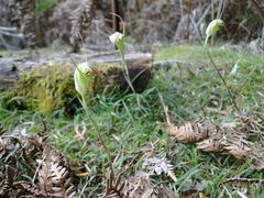 Pterostylis decurva