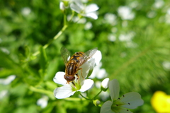 Parhelophilus