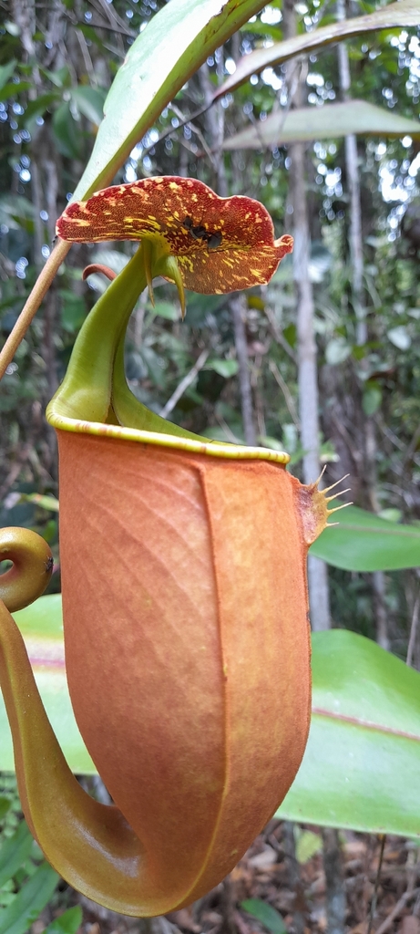 Nepenthes bicalcarata (Nepenthes bicalcarata)
