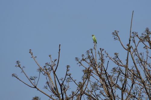 Layard's Parakeet (Psittacula calthrapae)