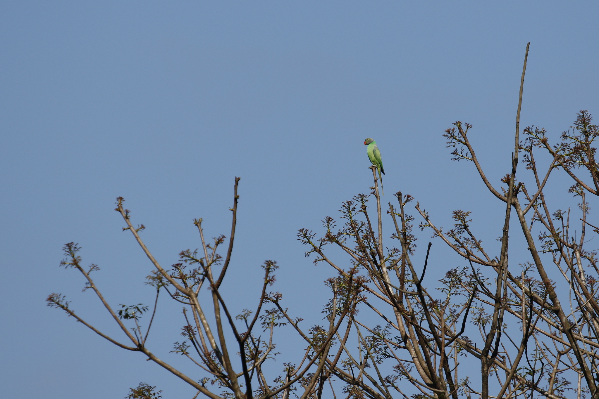 Layard's Parakeet (Psittacula calthrapae), photo 1