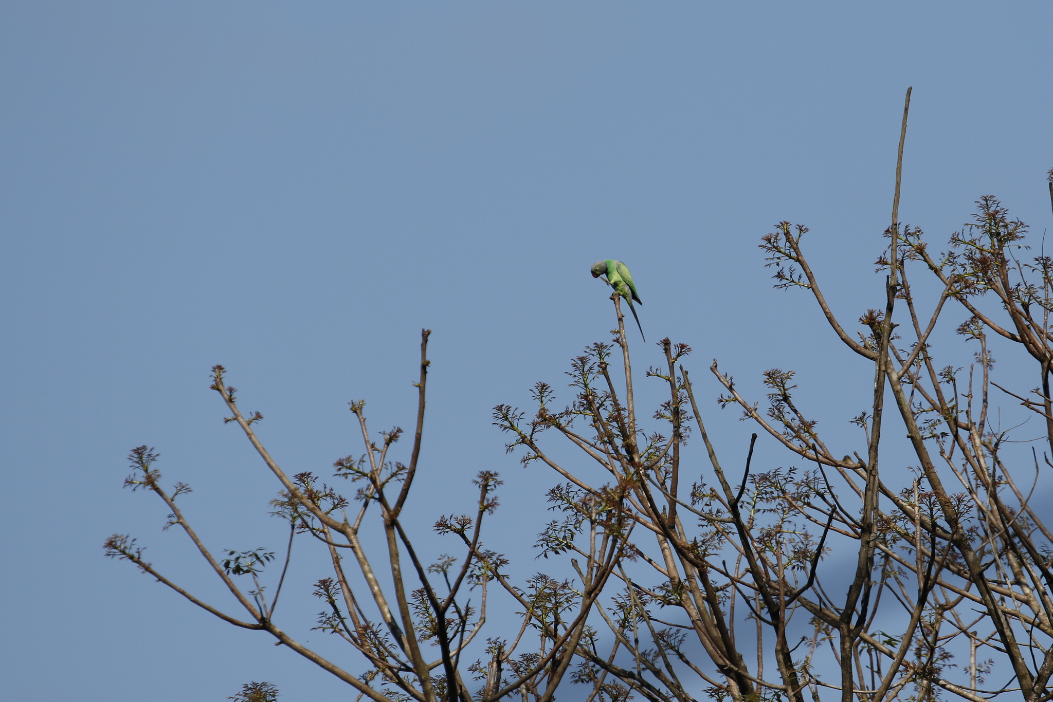 Layard's Parakeet (Psittacula calthrapae), photo 2