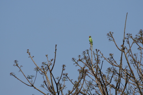 Layard's Parakeet (Psittacula calthrapae), photo 6