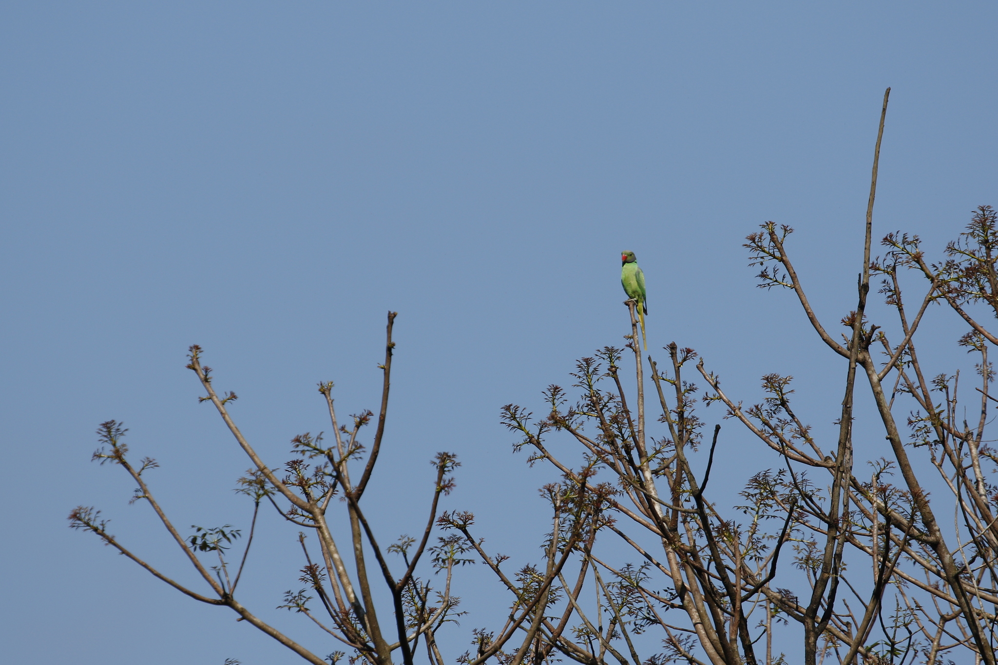 Layard's Parakeet (Psittacula calthrapae), photo 3