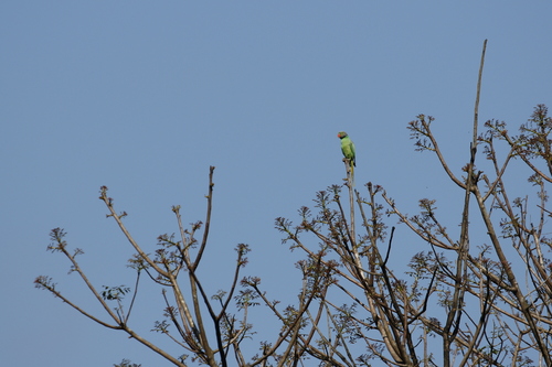 Layard's Parakeet (Psittacula calthrapae), photo 7