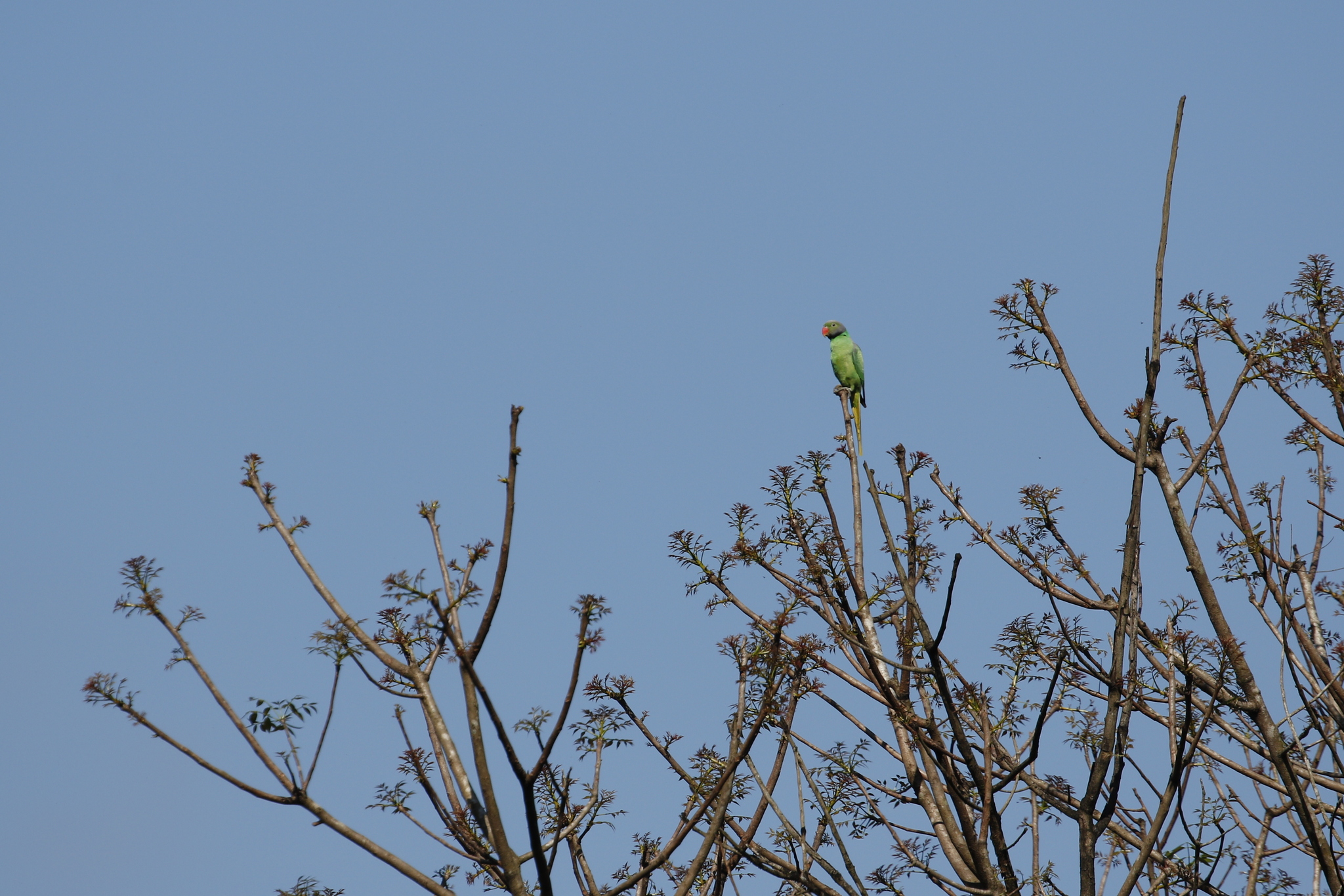 Layard's Parakeet (Psittacula calthrapae), photo 4