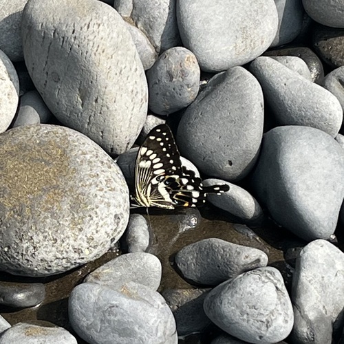 Western Emperor Swallowtail