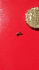 Spilotrogia fragilis