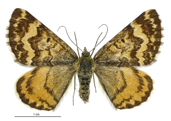 Orange Speargrass Looper