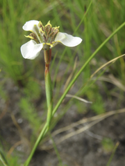 Moraea tricuspidata