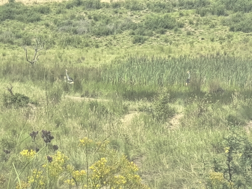 iNaturalist: (c) themba_nsibande, some rights reserved (CC BY-NC), uploaded by themba_nsibande iNaturalist image