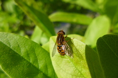 Parhelophilus frutetorum