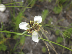 Moraea tricuspidata