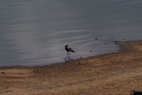 iNaturalist: (c) Elena_Sherehora, some rights reserved (CC BY-NC), uploaded by Elena_Sherehora iNaturalist image