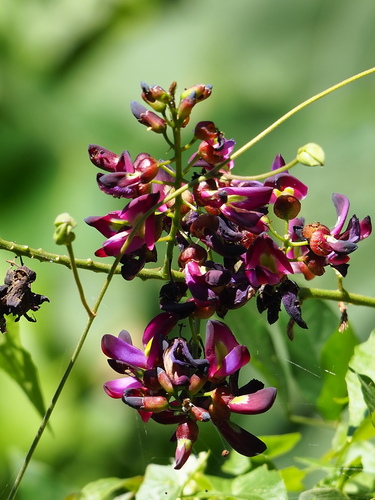 Evergreen Wisteria (Wisteriopsis reticulata)