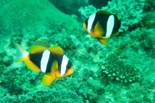 Amphiprion latifasciatus