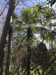 Trachycarpus fortunei